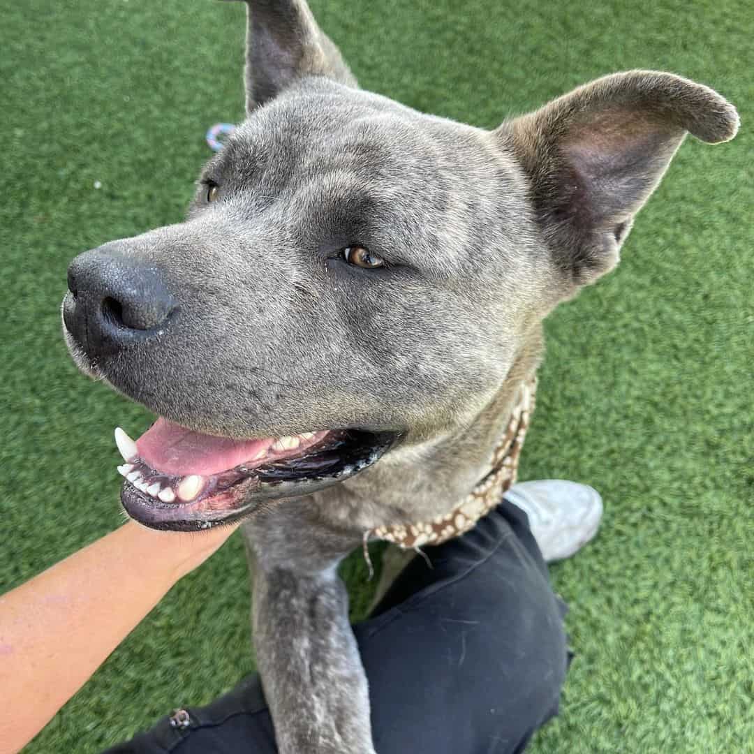 gray pitbull akita mix