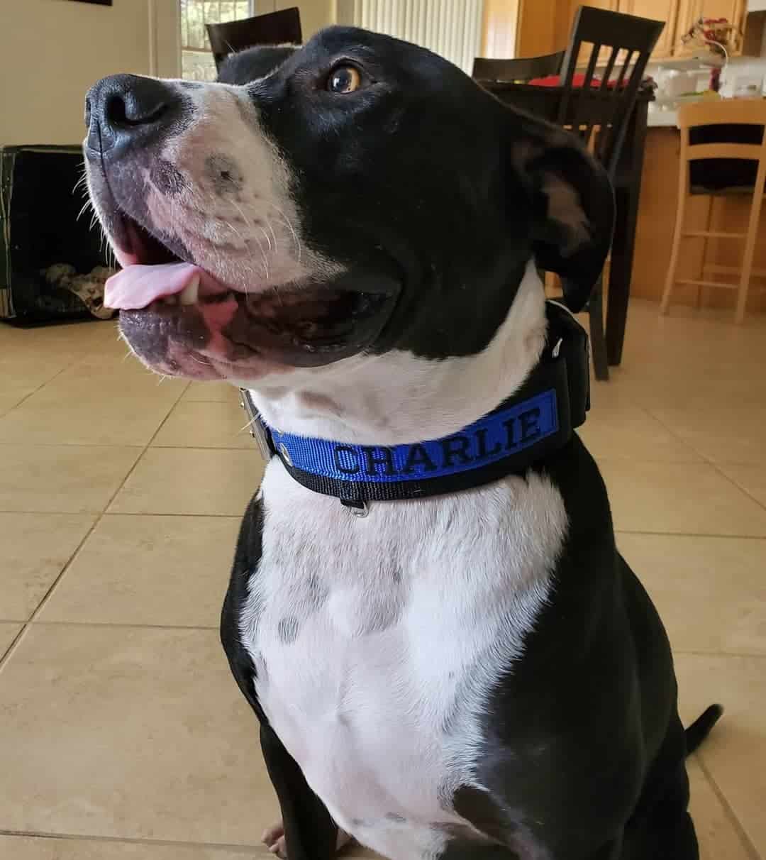 great dane american bulldog mix