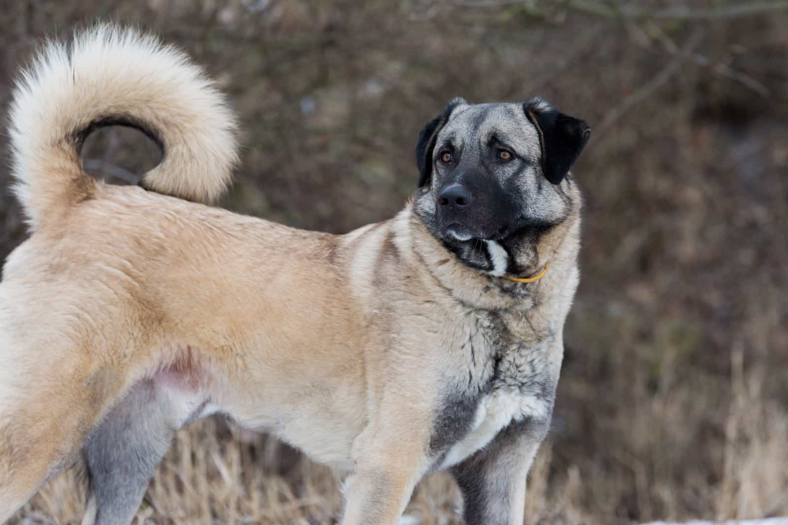 grown anatolian shepherd