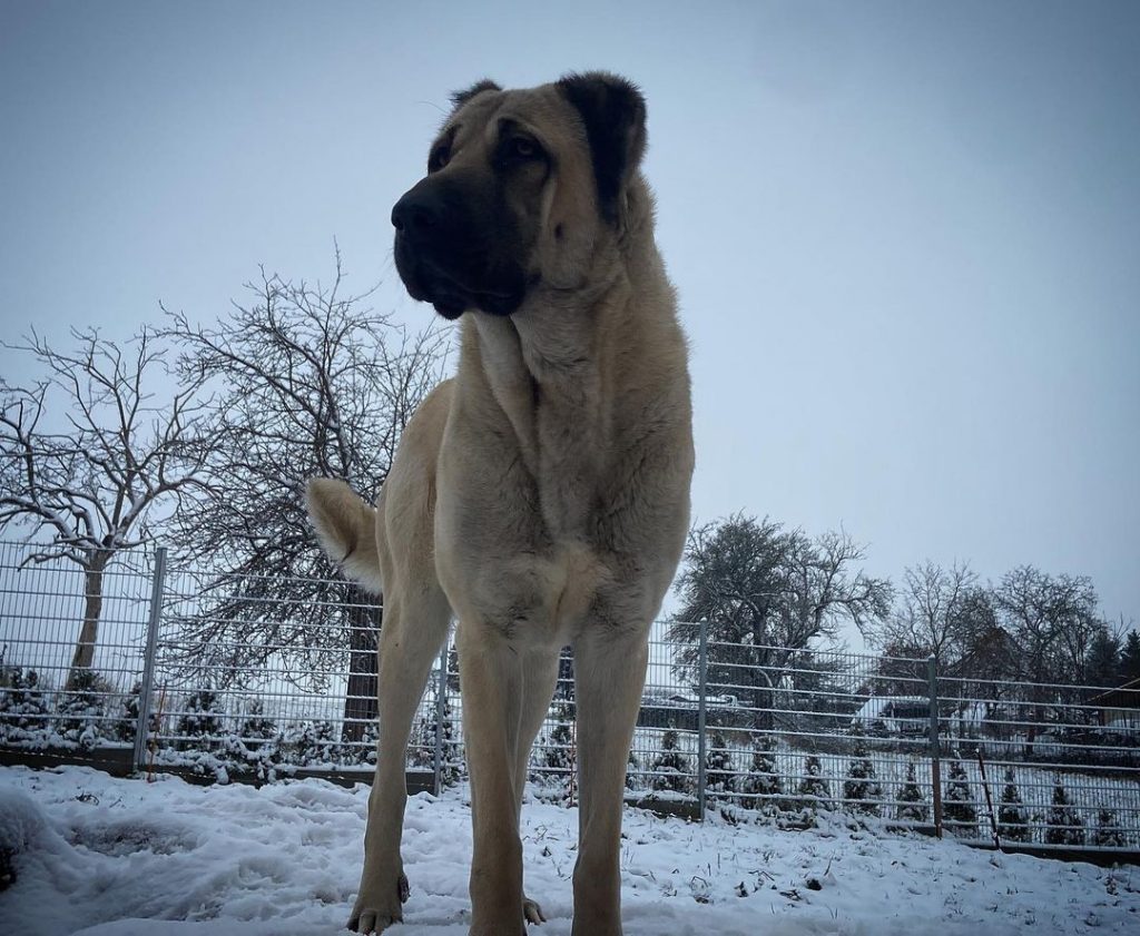 Kangal Growth Chart How Big Do These Tough Pups Get?