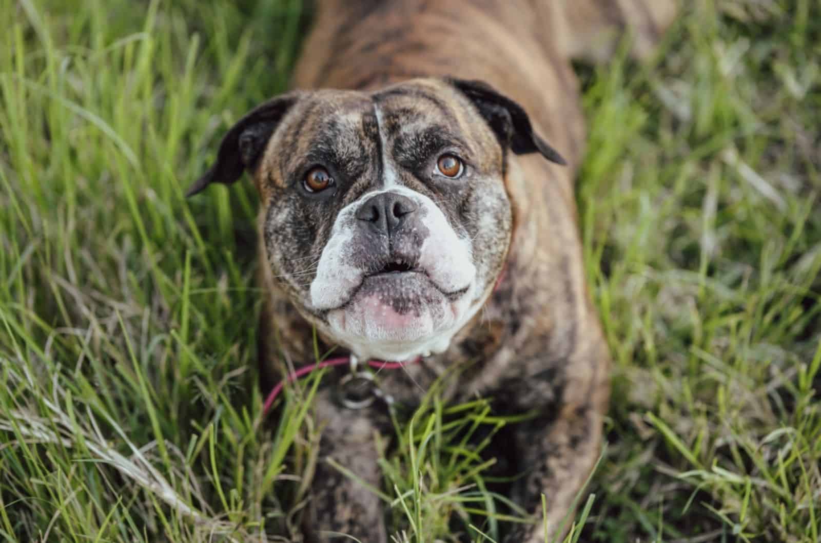 grumpy american bulldog lying in the grass