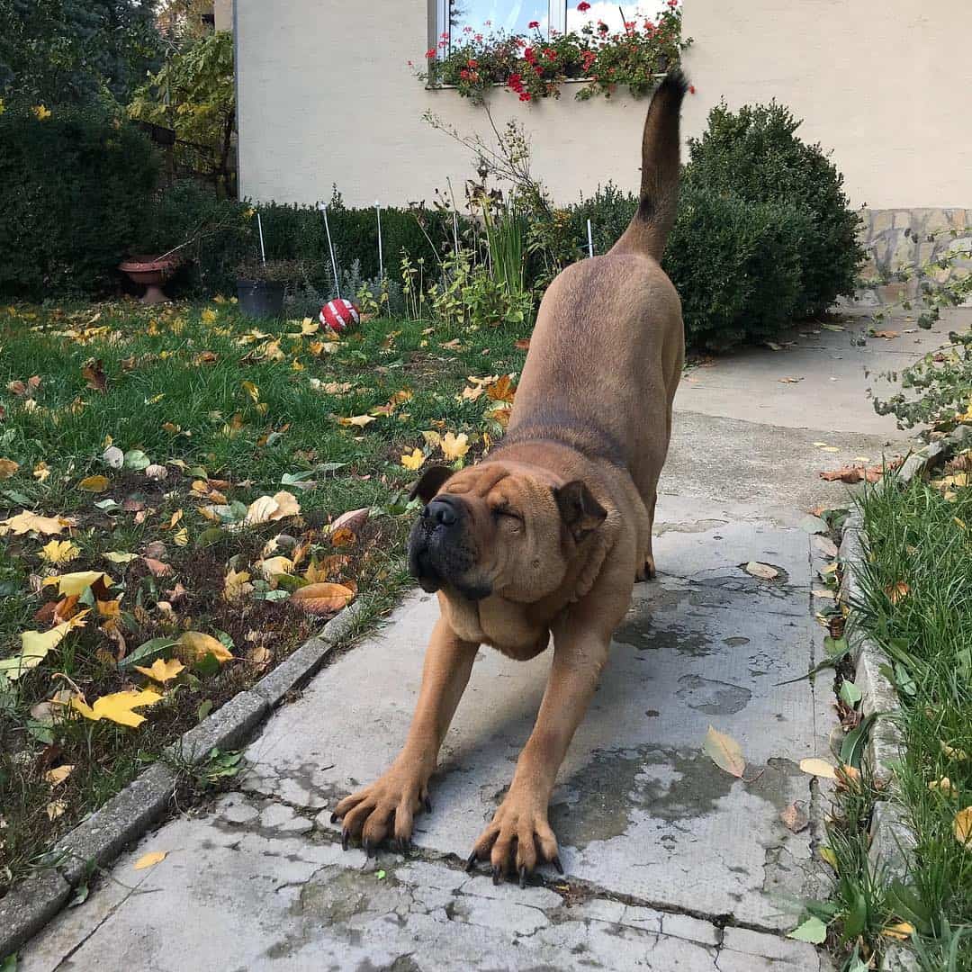 gsd shar pei mix stretching