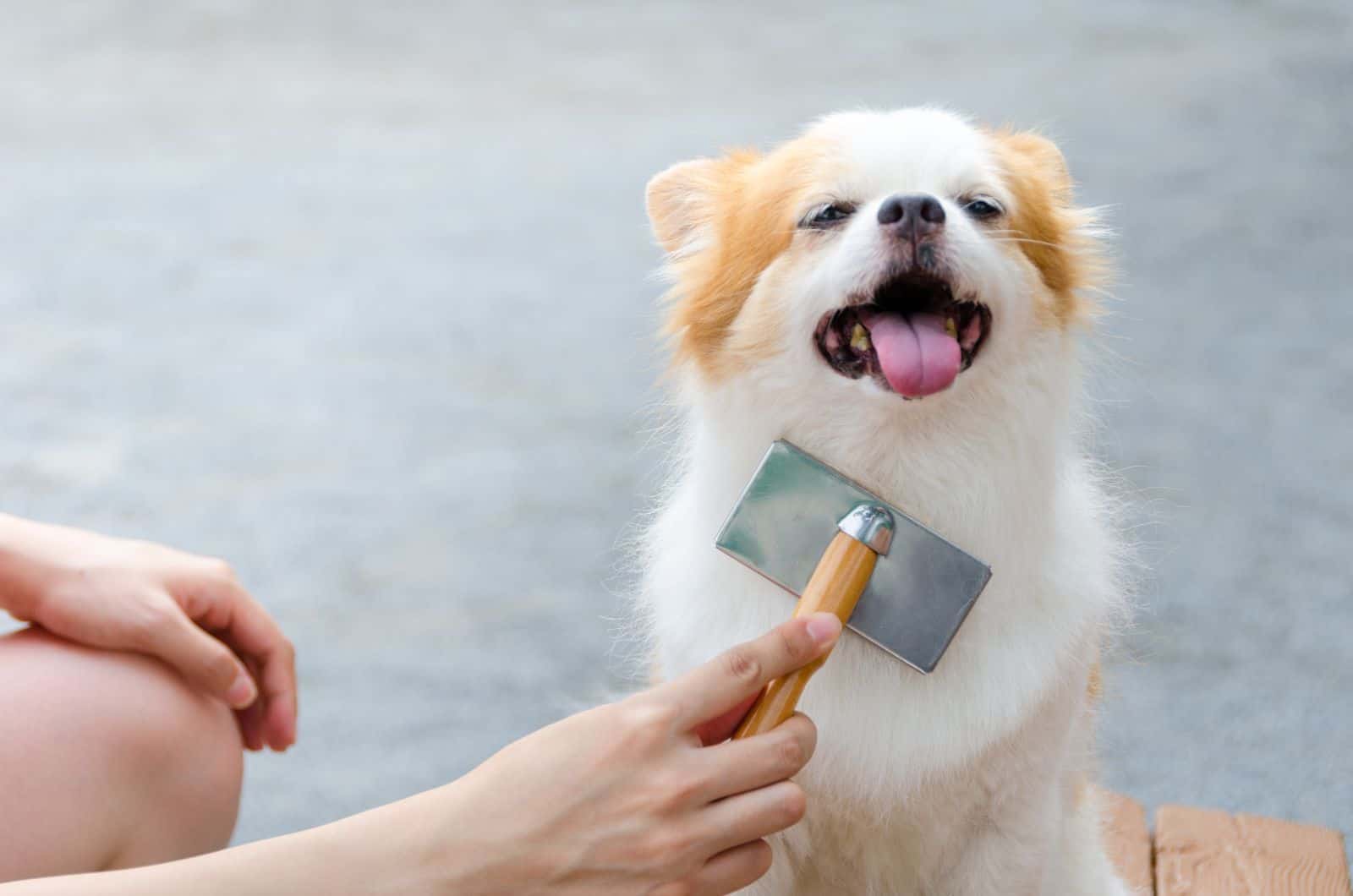 hand brushing happy Chihuahua