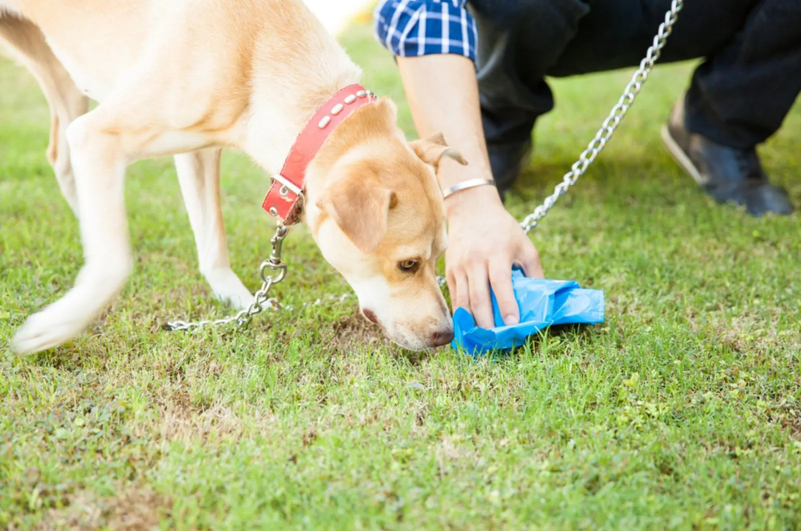 hand of a man picking up some dog poop with a bag while his dog sniffs it