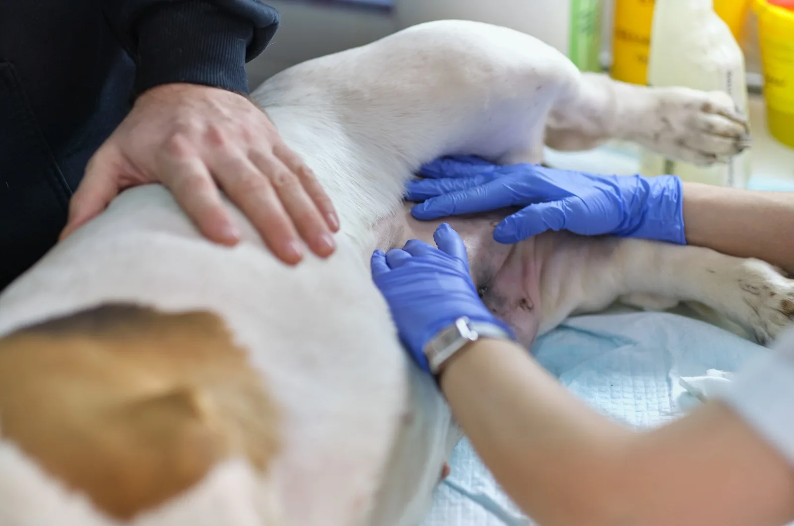 hands examining sick dog