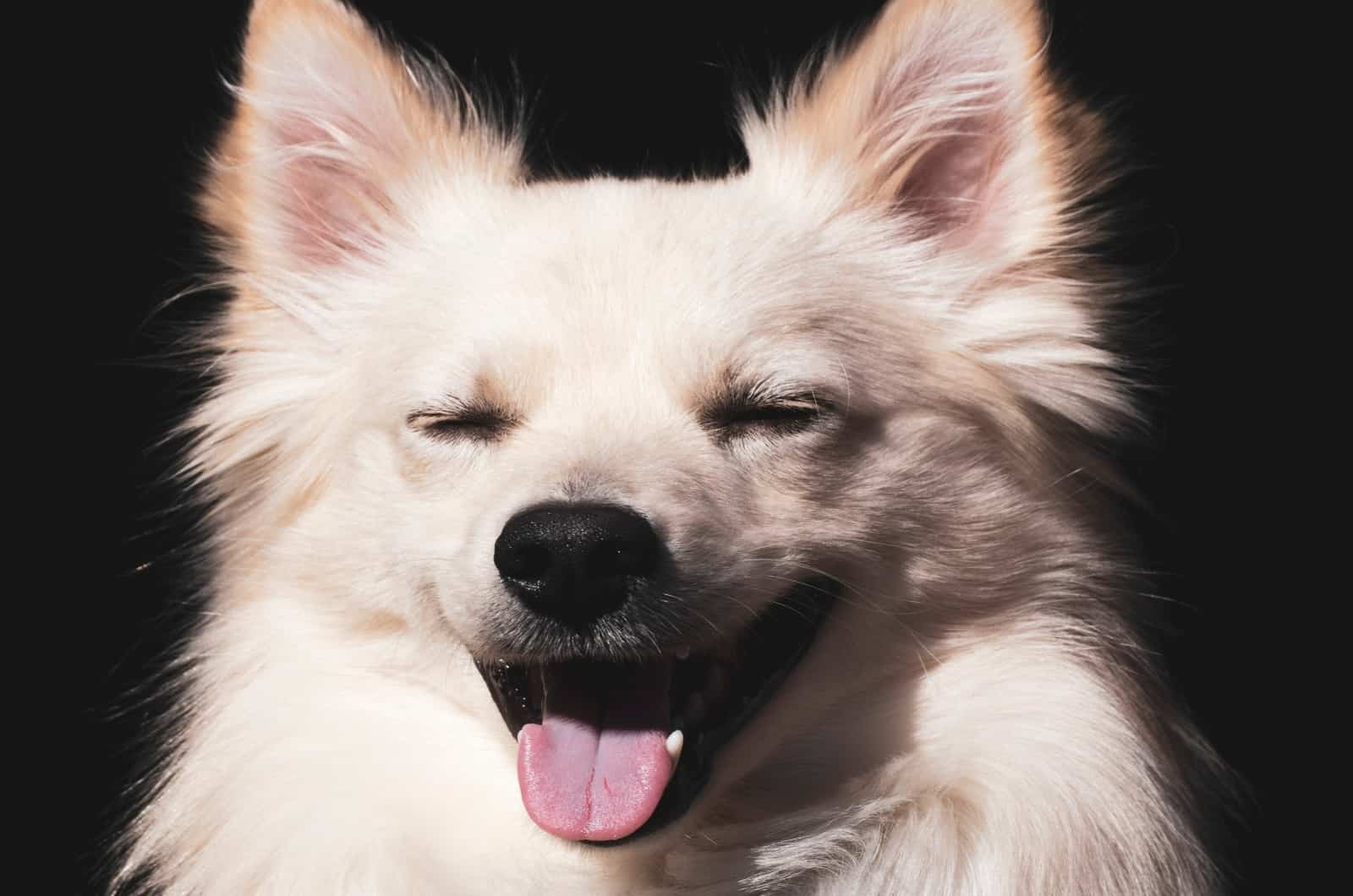 happy American Eskimo