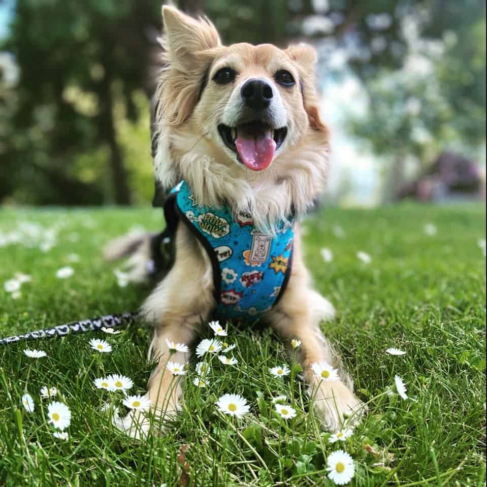 happy Australian Shepherd Chihuahua Mix sitting on grass