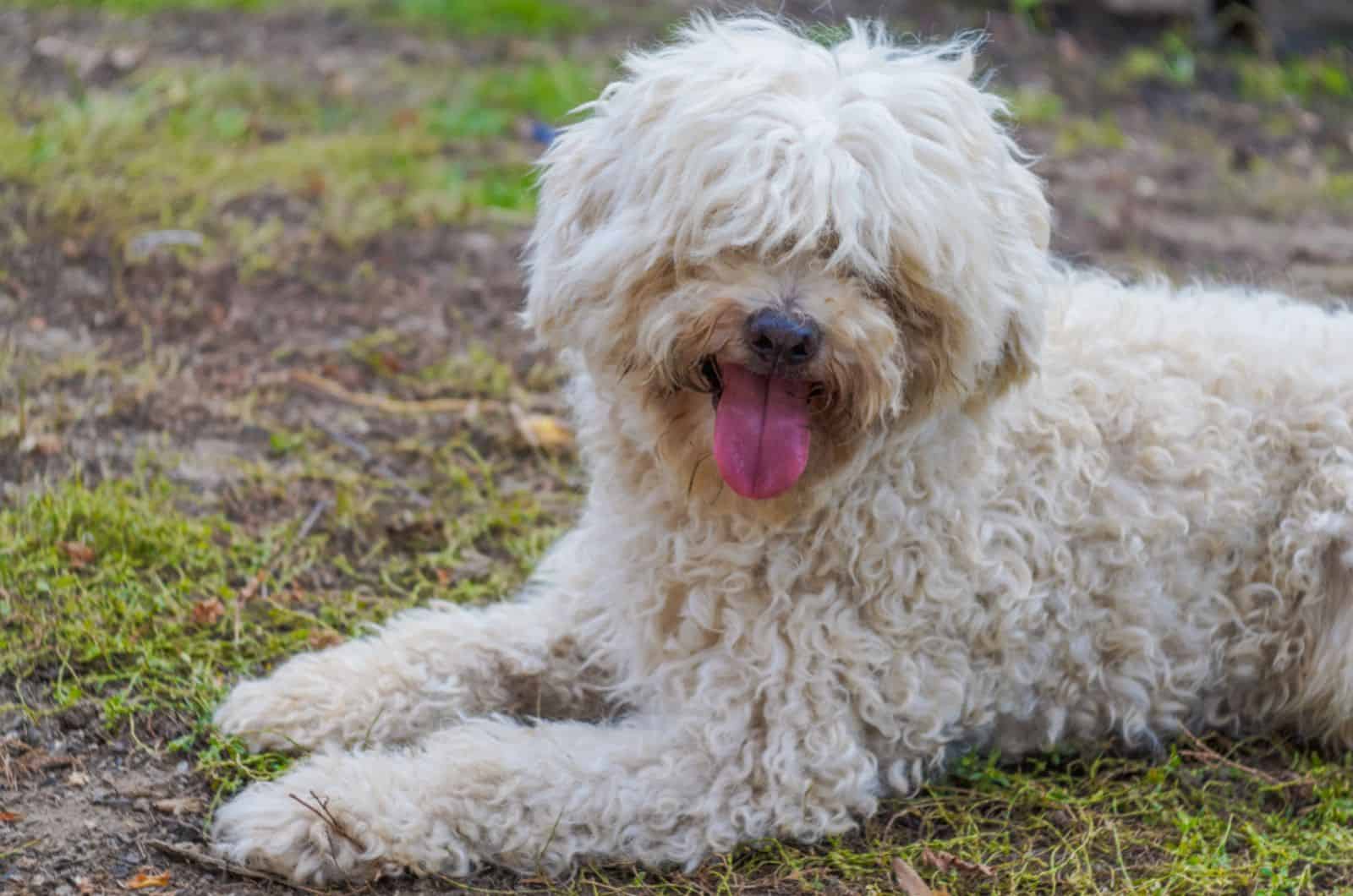 hungarian puli dog lying on the ground