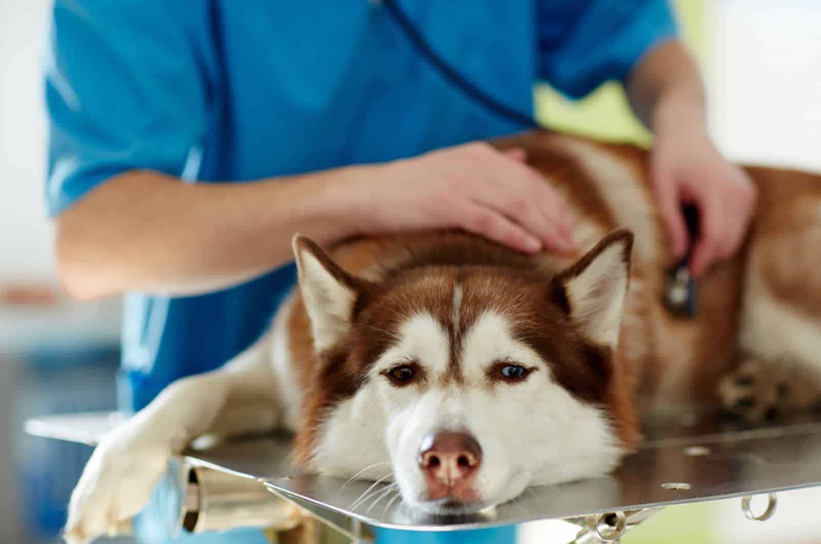 husky dog in vet clinic on examination