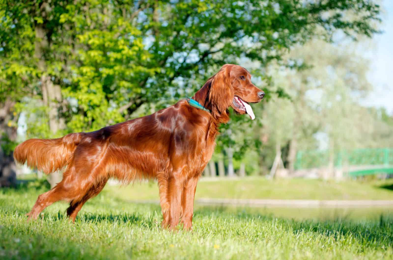 irish setter in nature