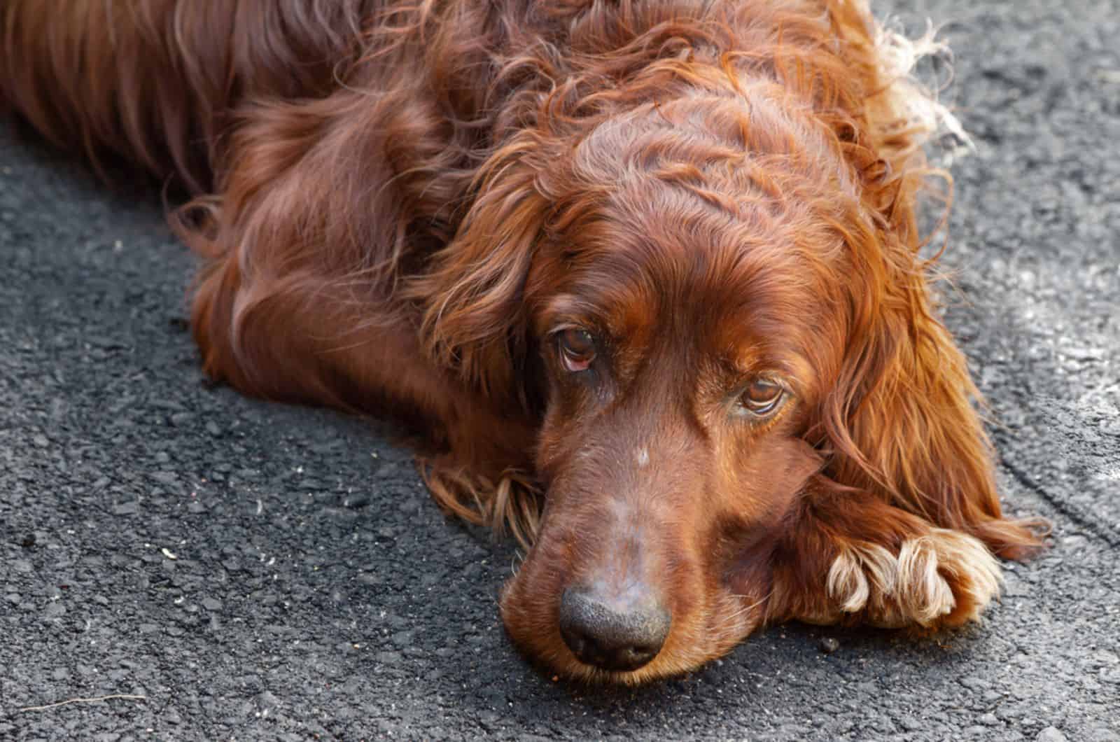 irish setter lying down on the ground