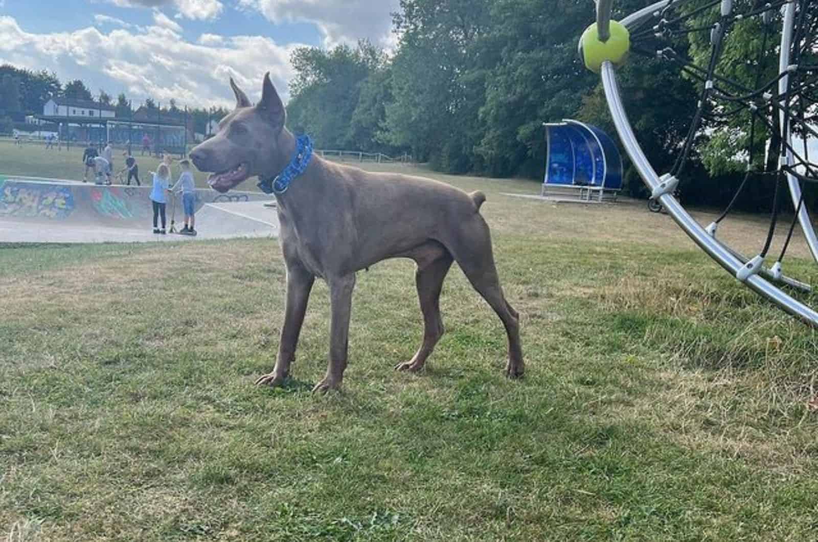 isabella doberman dog in the park