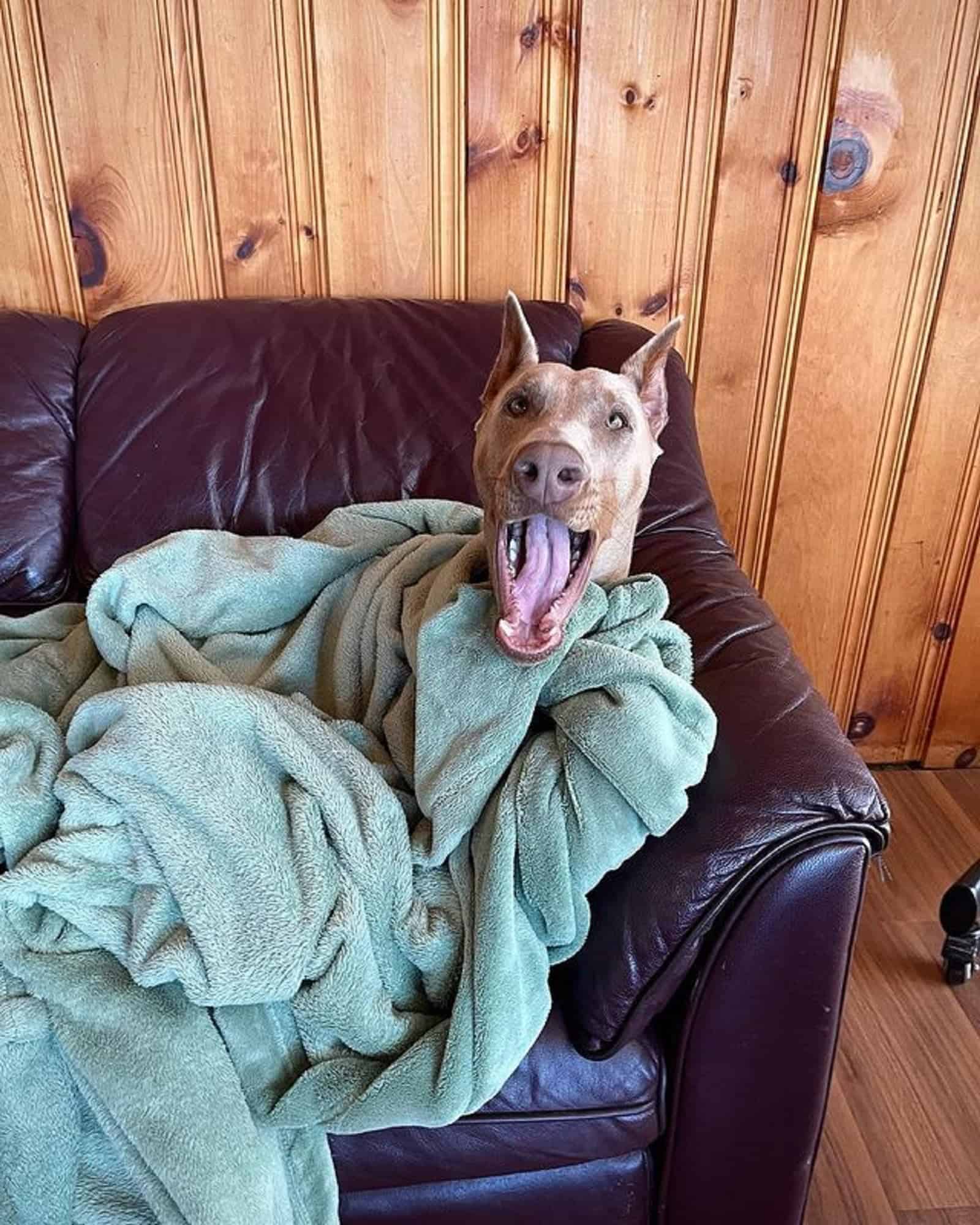 isabella doberman lying on the couch covered with a blanket