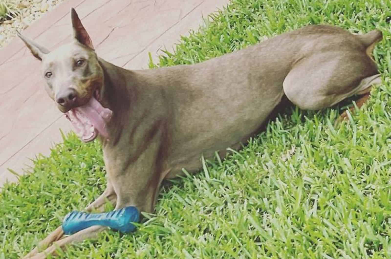 isabella doberman lying on the lawn and playing with a toy