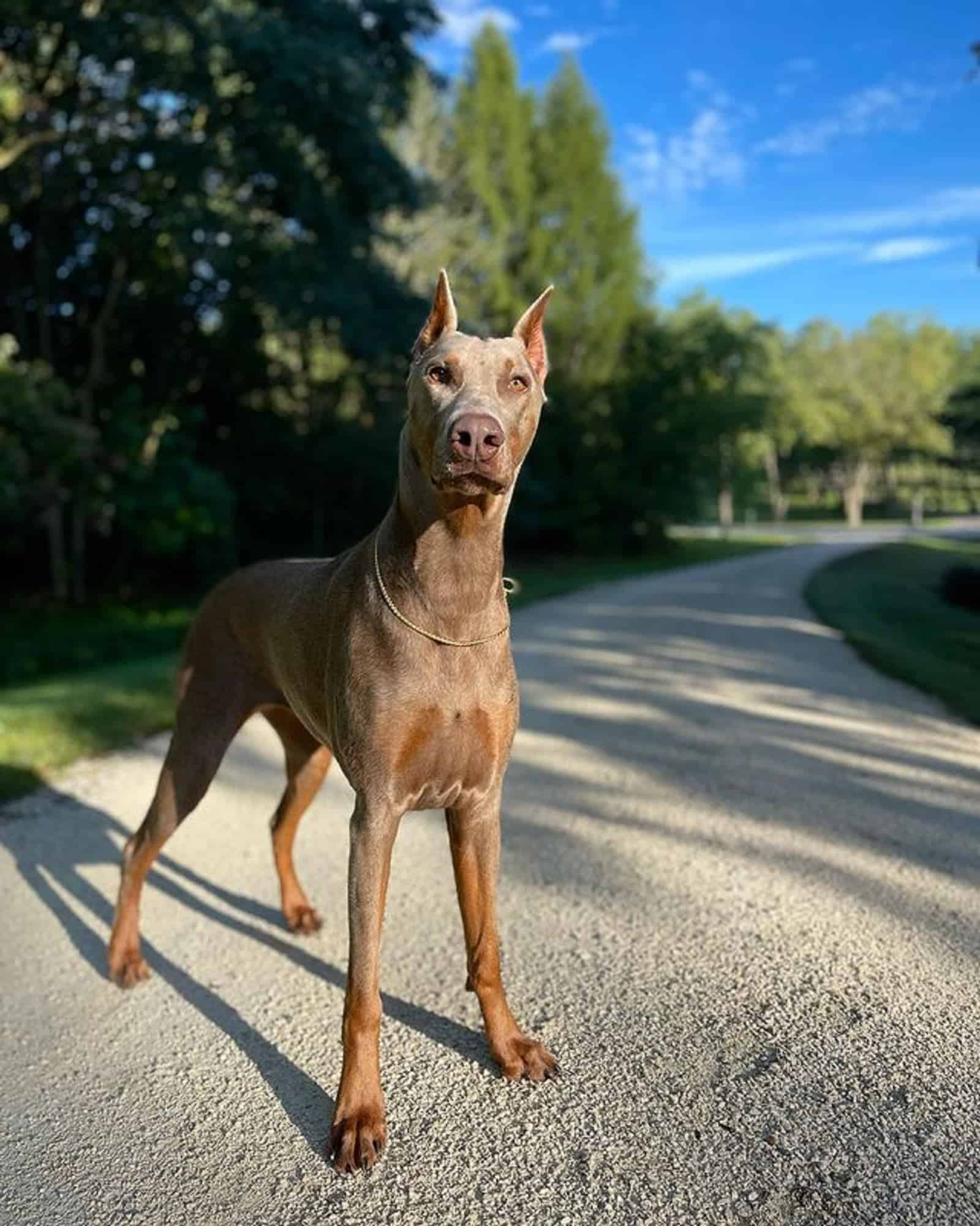 isabella doberman standing on a path in the park