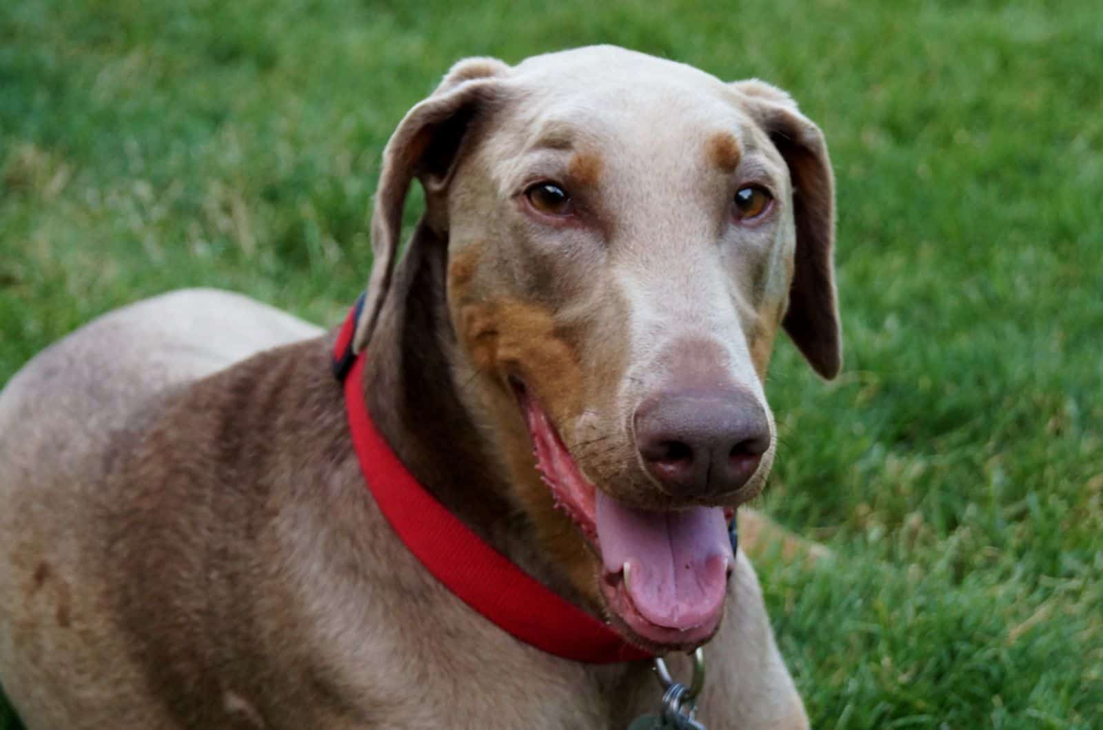 isabella doberman lying in the grass