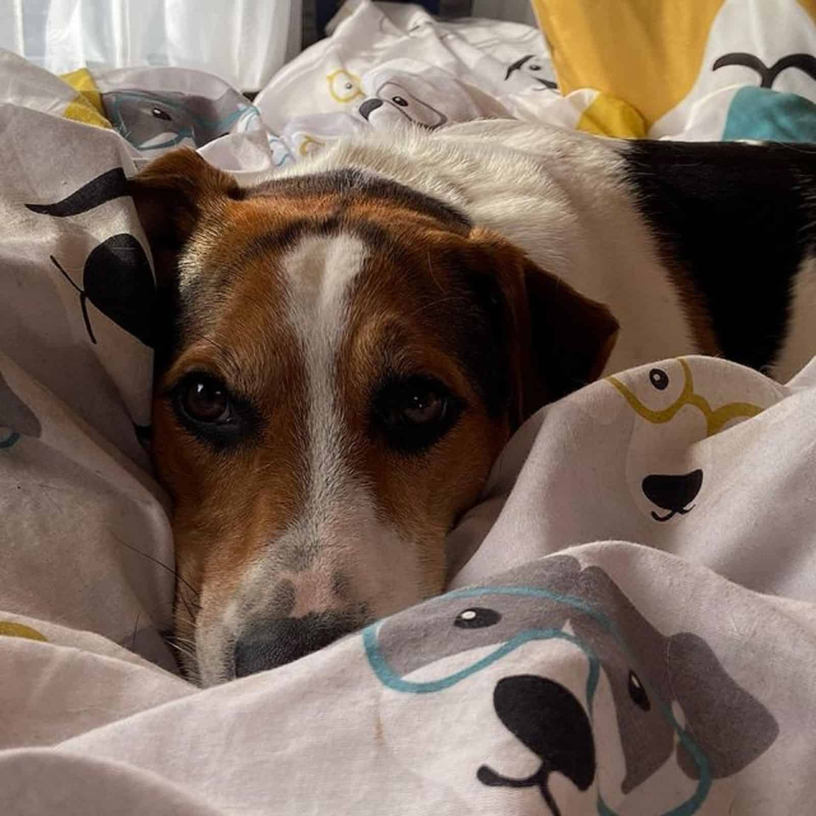 jack russell beagle mix lying on a bed