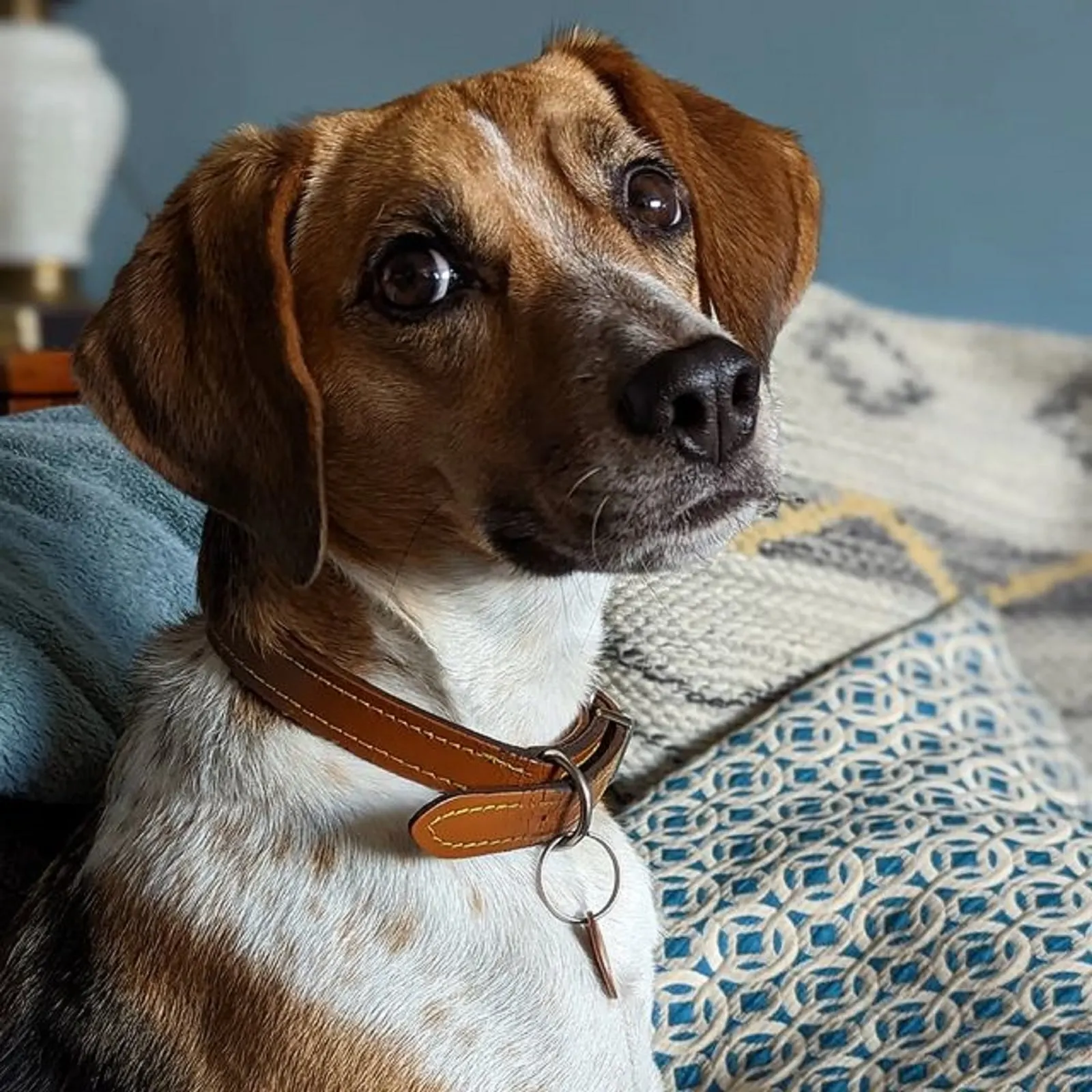 jack russell beagle sitting on the couch