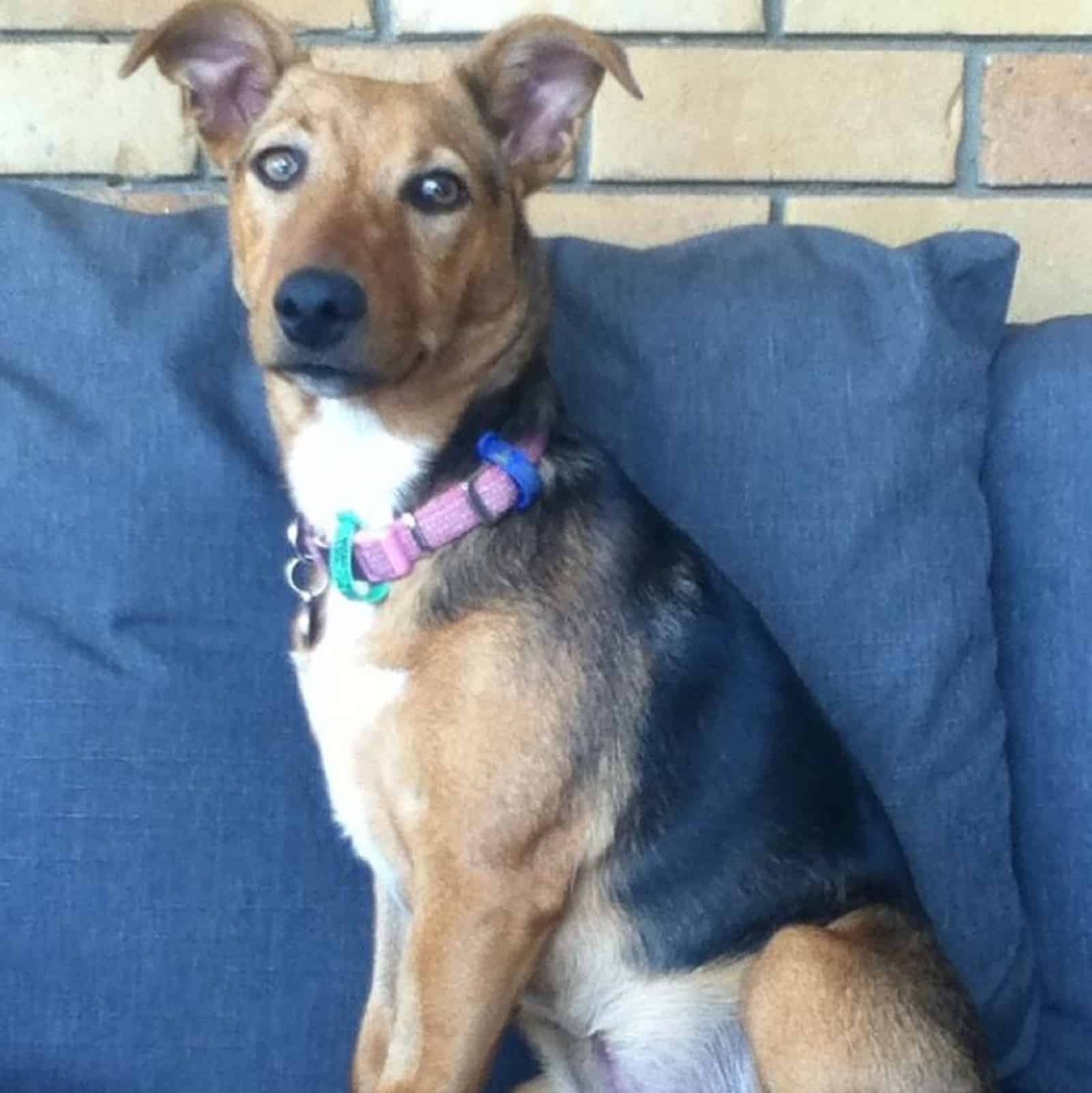 jack russell rerrier australian kelpie mix sitting on the couch