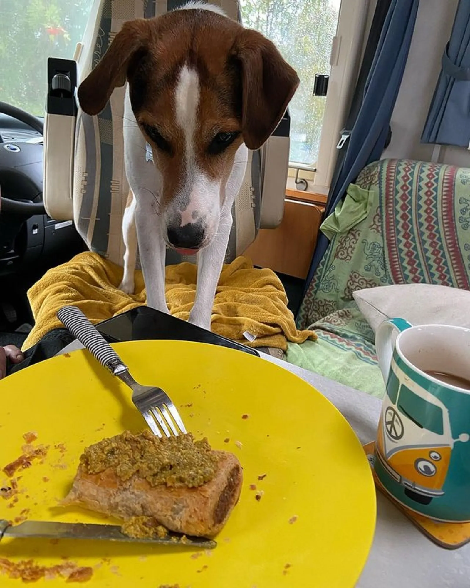 jack russell terrier beagle looking on a plate with a food