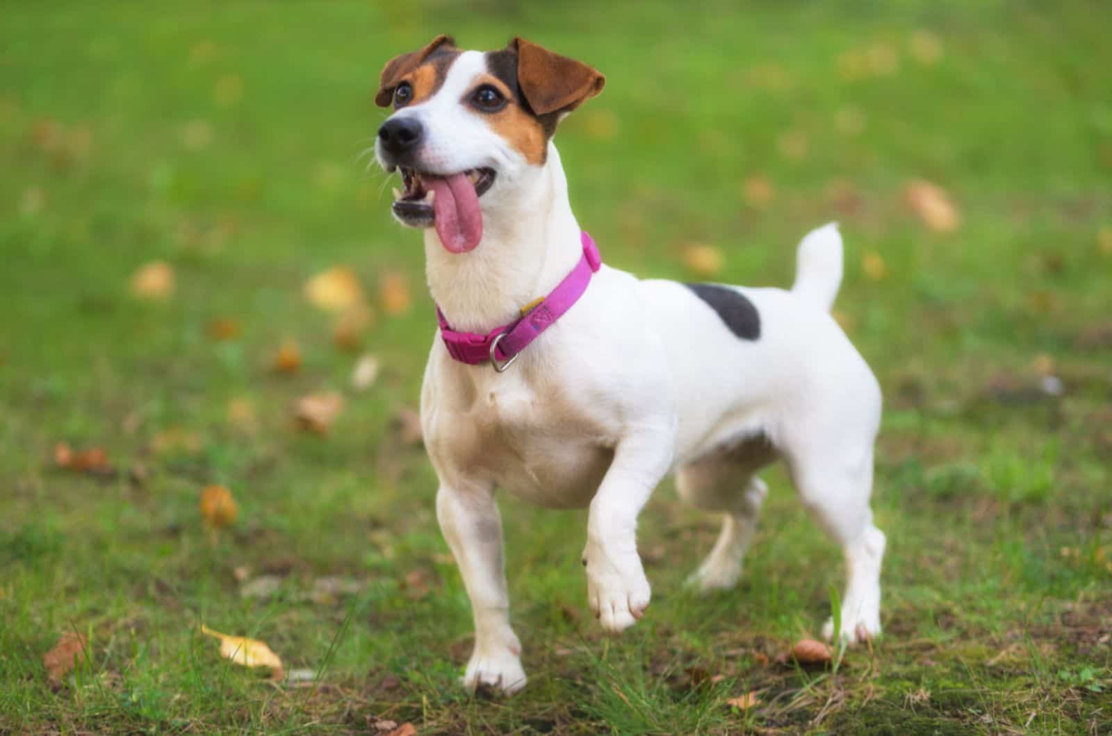 jack russell terrier running in the park