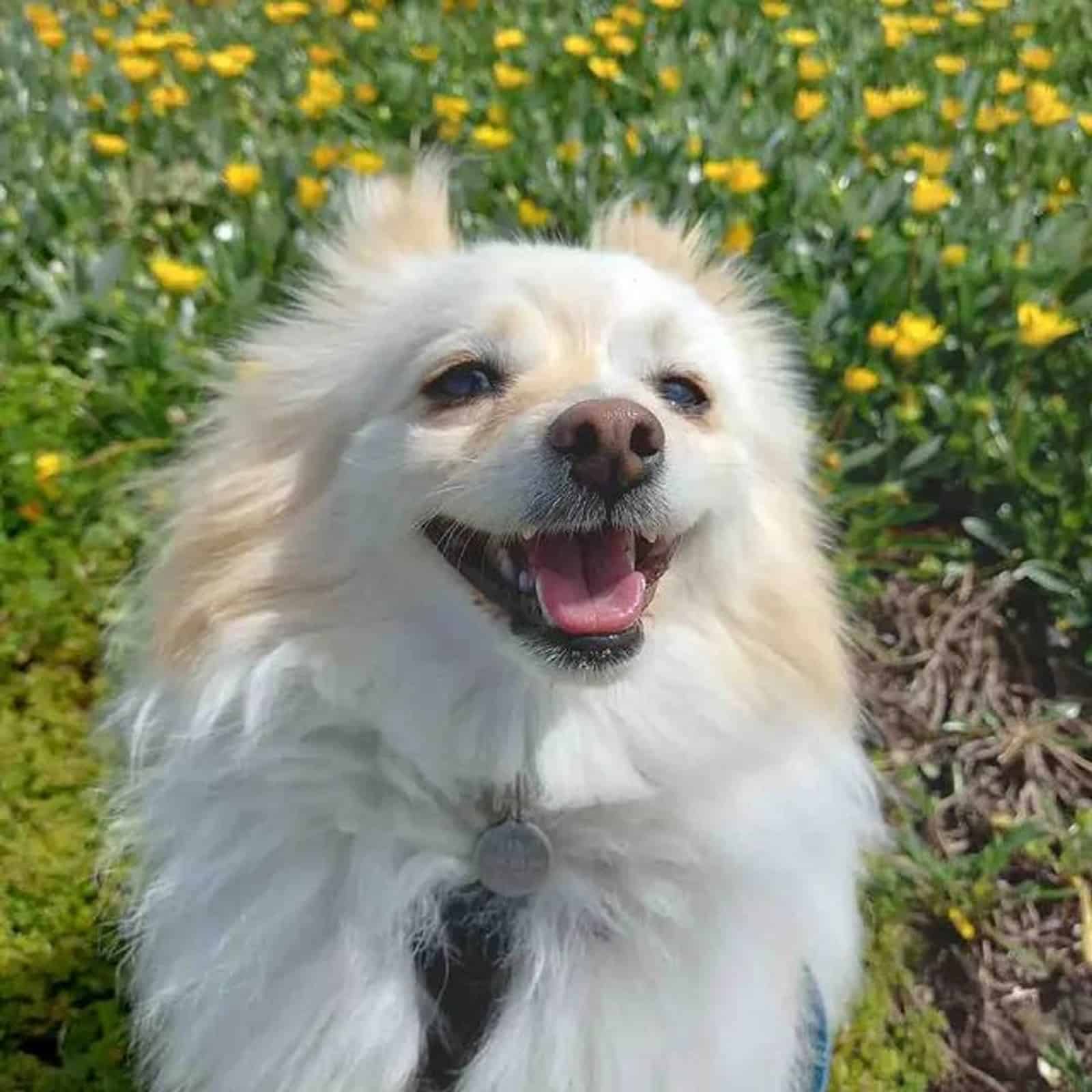 japanese spitz pomeranian dog in nature