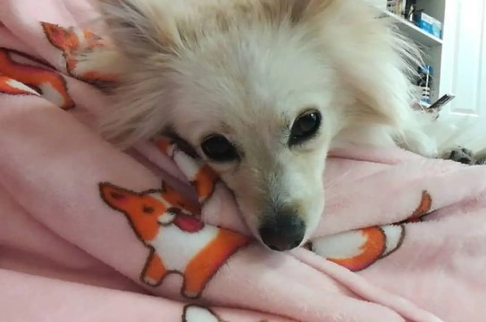 japanese spitz pomeranian lying in the bed