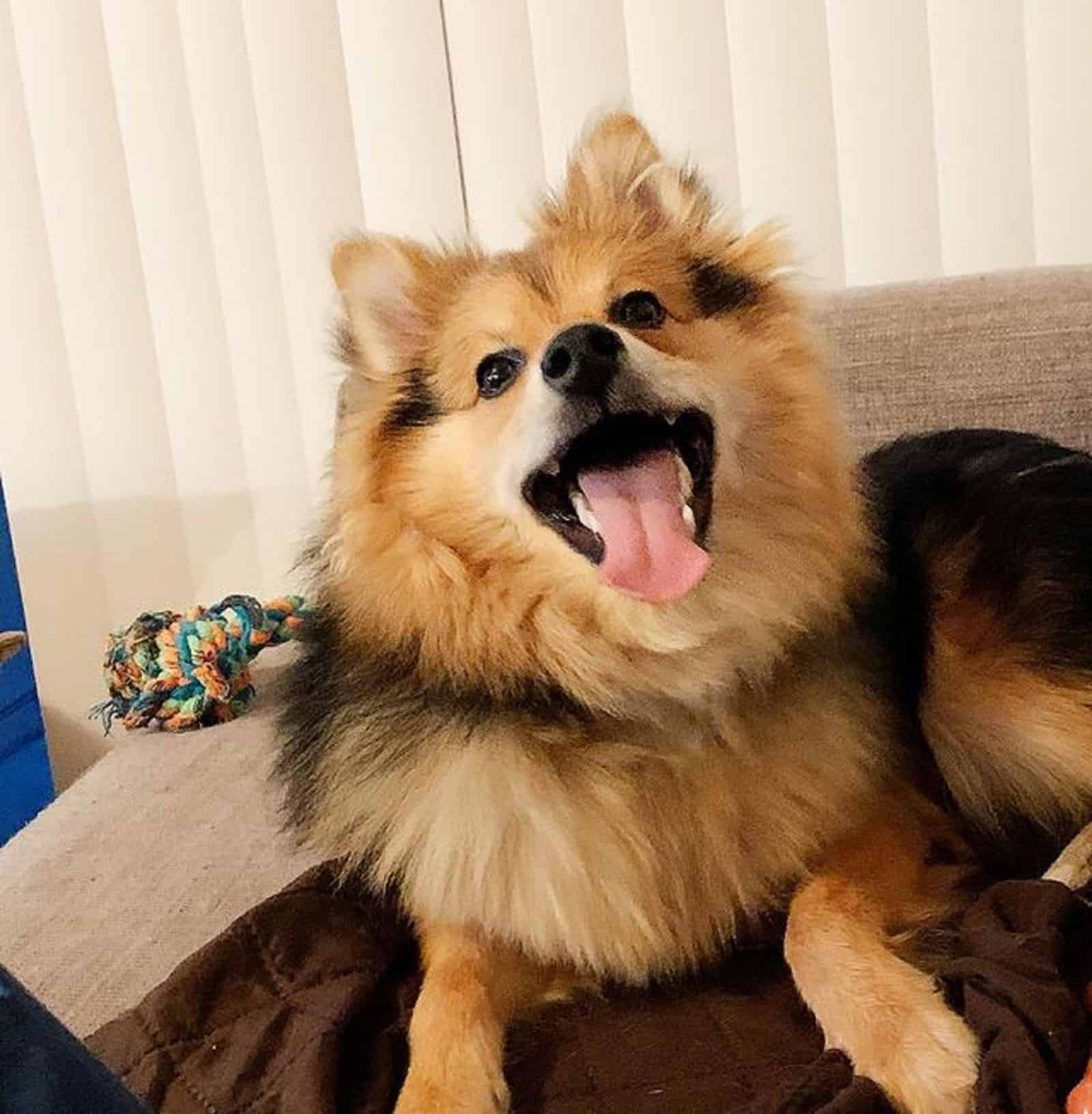 japanese spitz pomeranian playing indoors