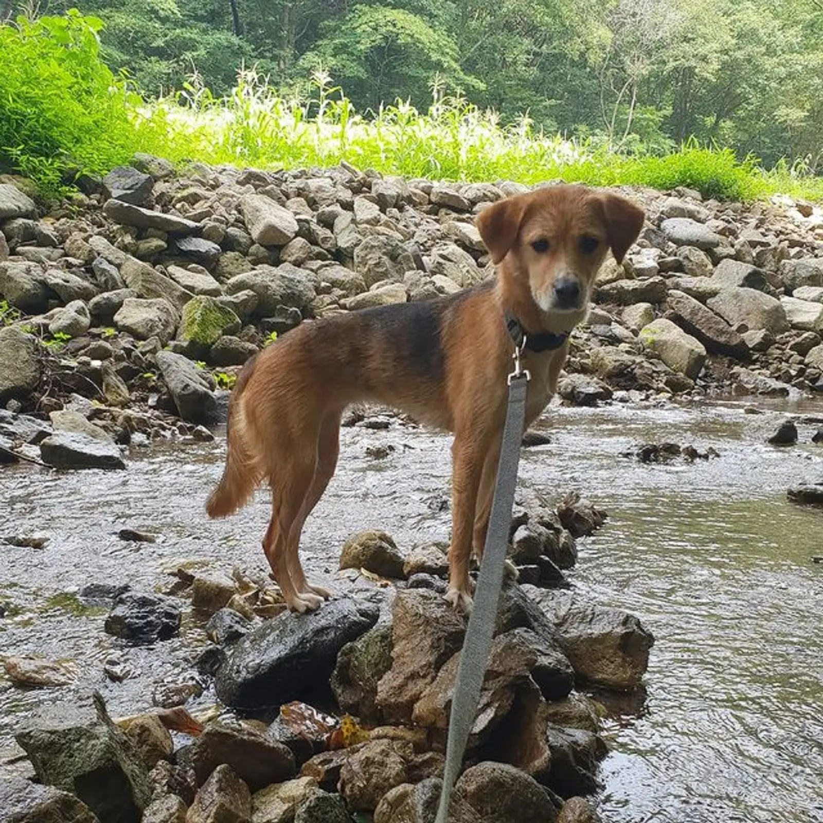jindo beagle mix in nature