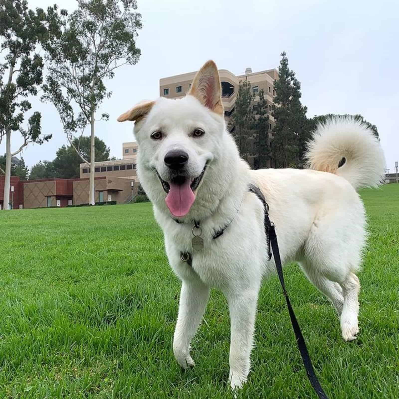 jindo german shepherd mix in the park