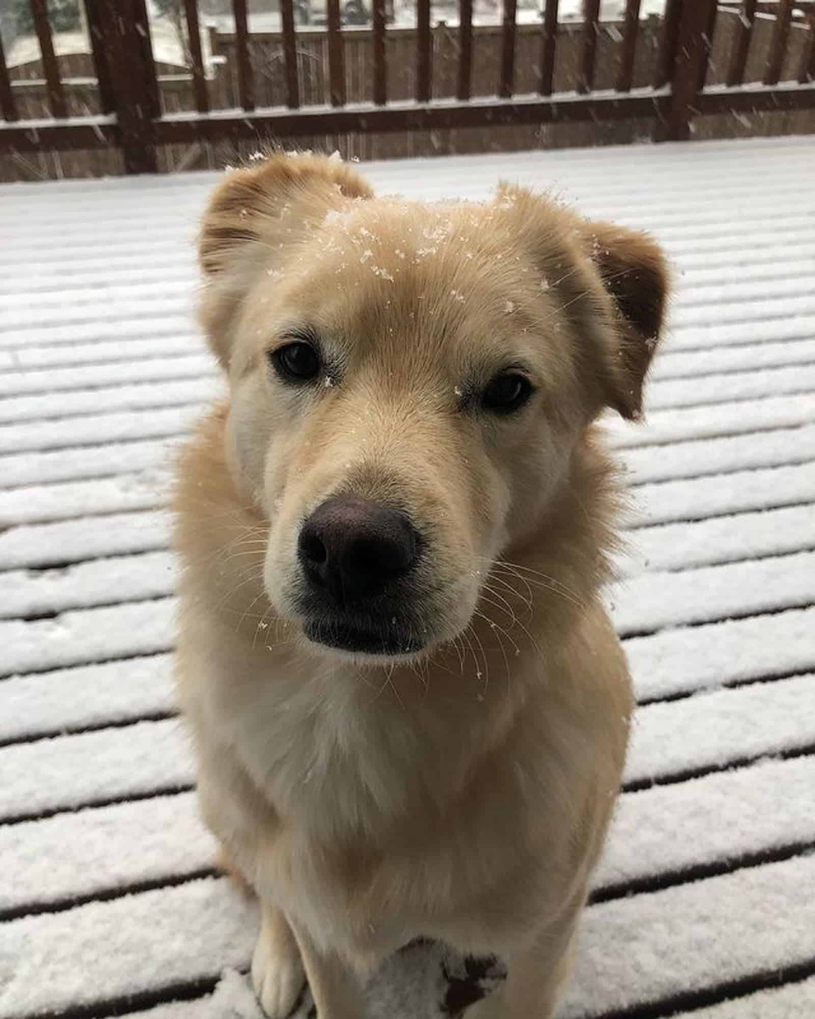jindo golden retriever sitting on the porch at snow