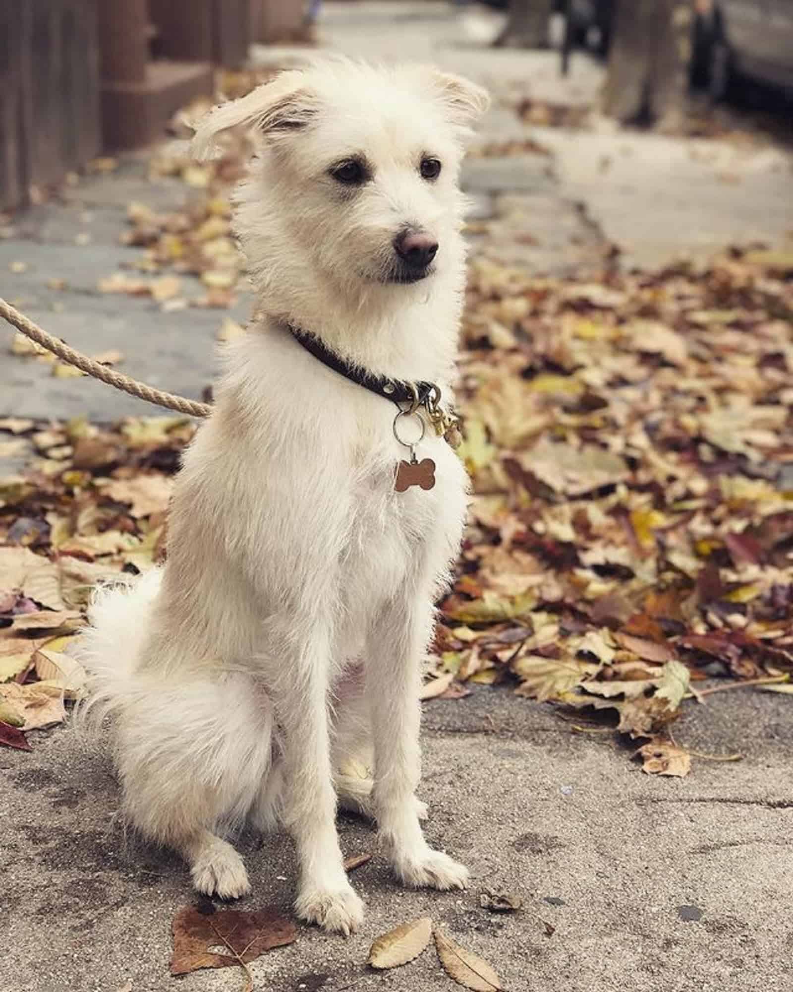 jindo jack russell terrier mix in the park