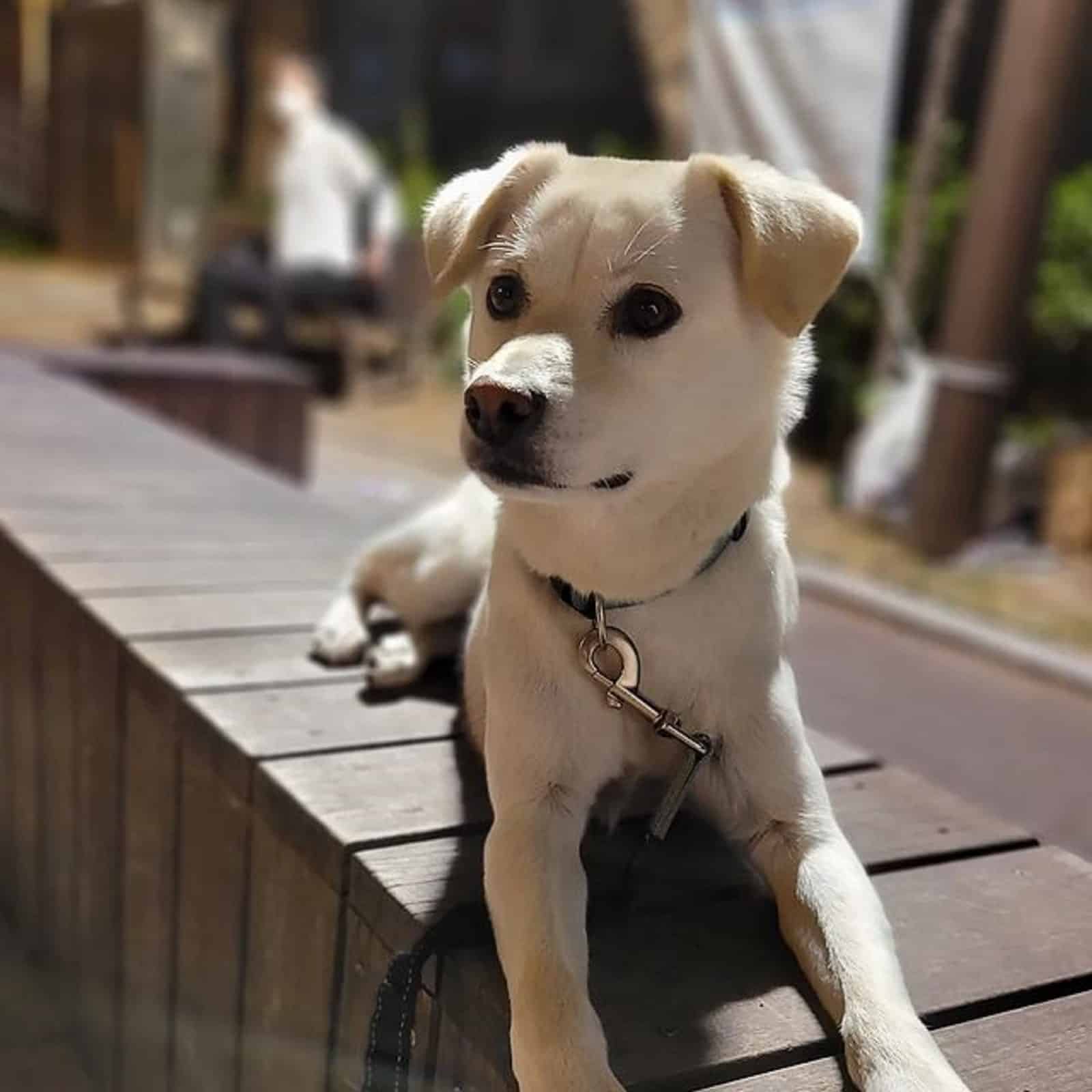 jindo labrador retriever lying outdoors