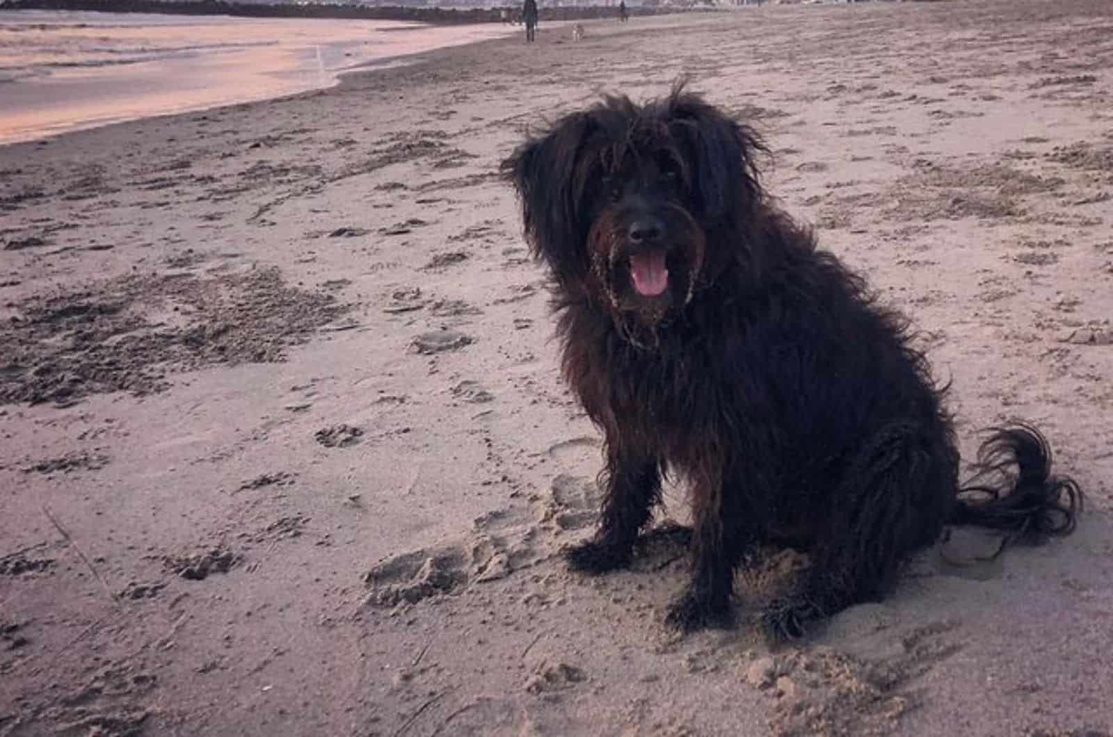 jindo poodle mix on the beach