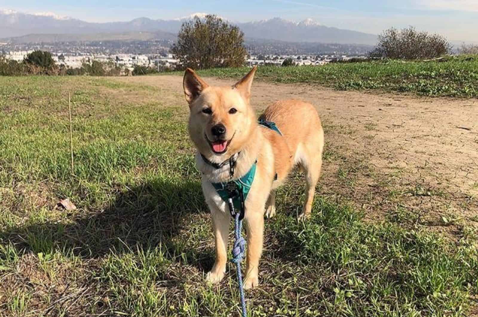 jindo shiba inu mix in the field