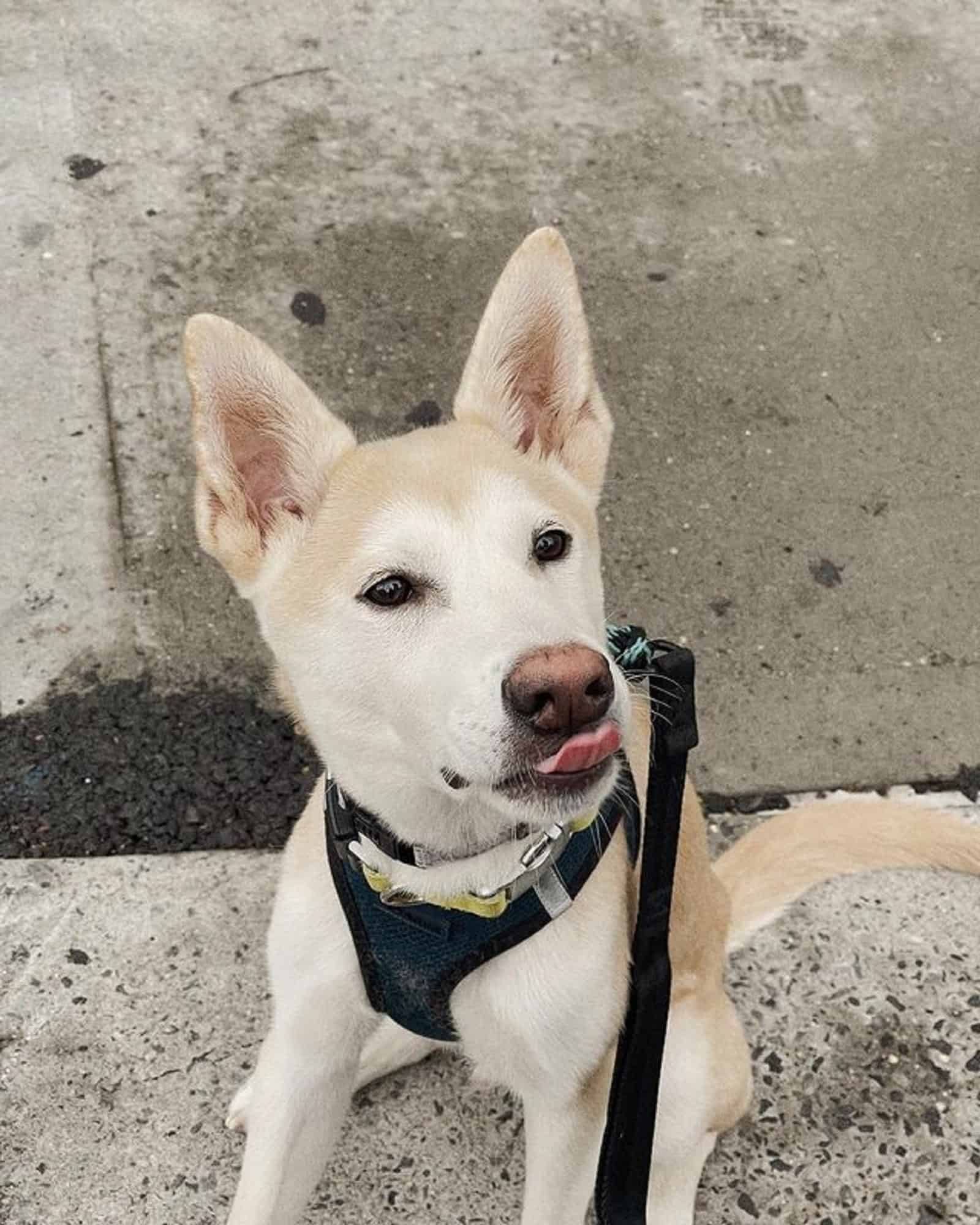 jindo siberian husky mix sitting outdoors