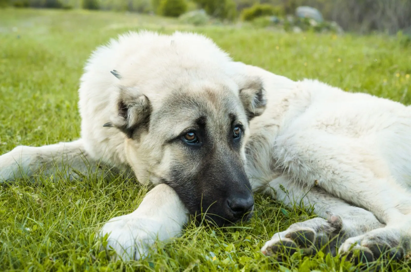 Kangal Dog Price How Much For This Exotic Breed?