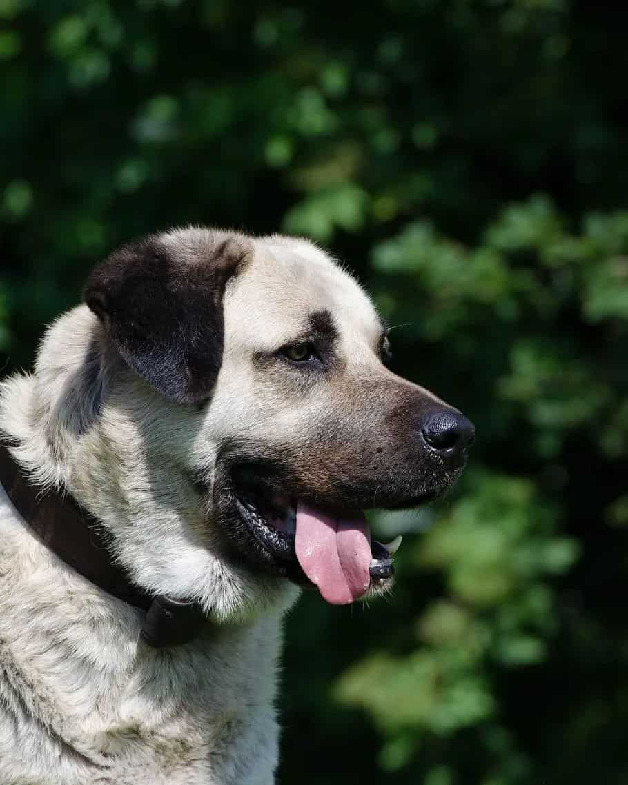 kangal dog portrait