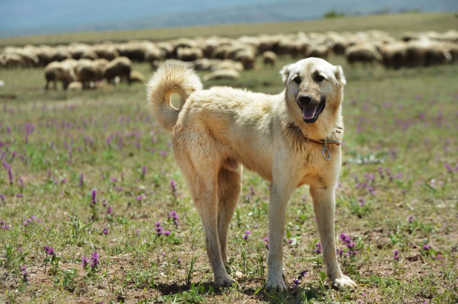 kangal dog standing on a meadow in front of sheep