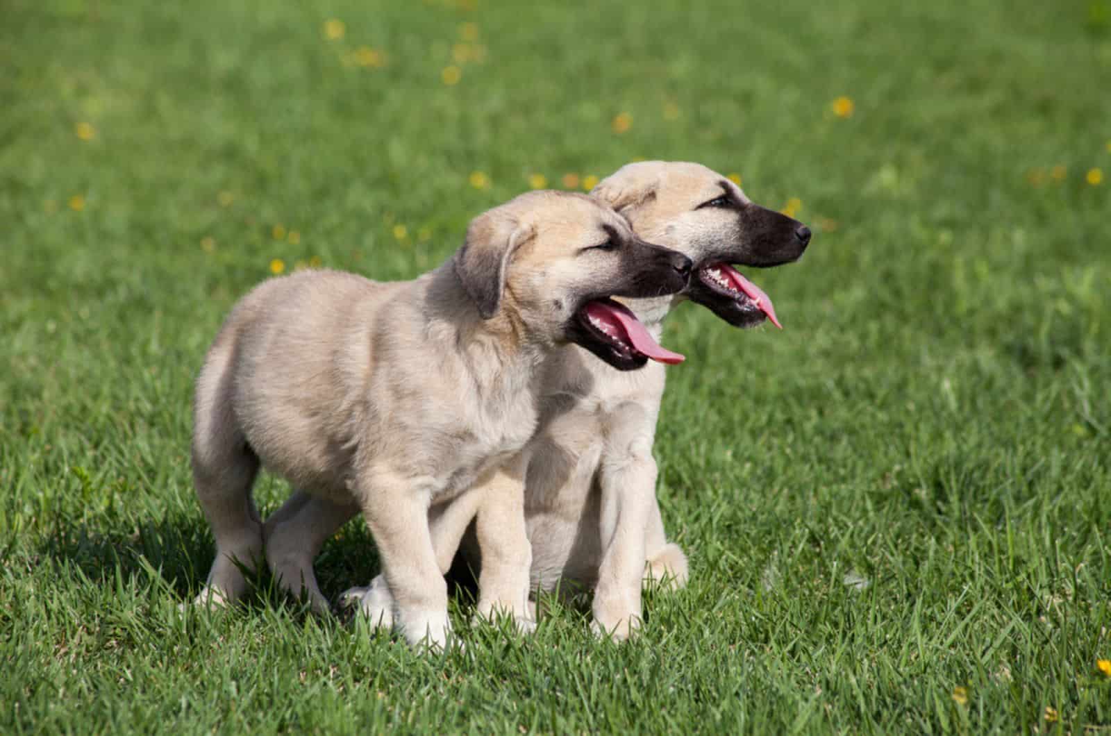 kangal puppies in the park