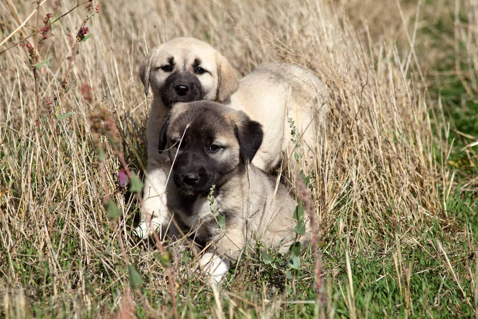 kangal puppies