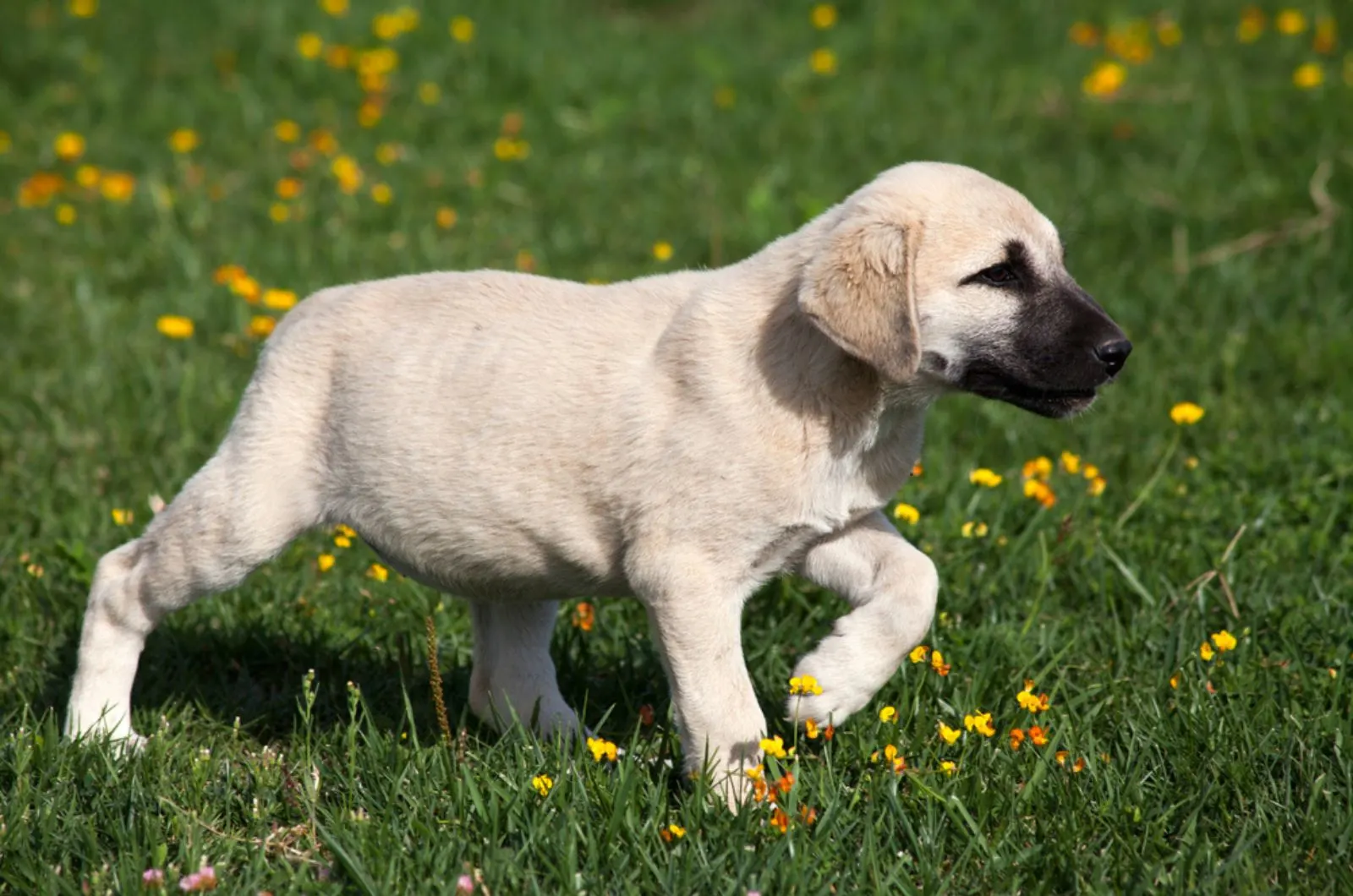 kangal puppy on a meadow