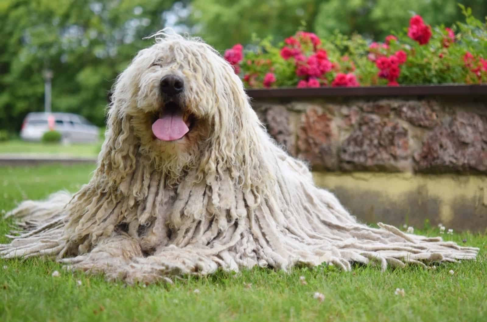 komondor dog lying on the lawn