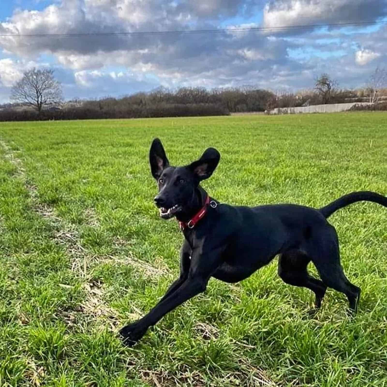 lab whippet dog running in the field