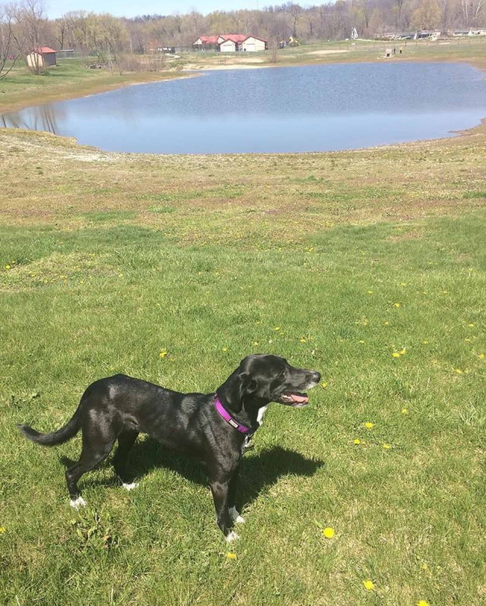 lab whippet dog standing near the lake