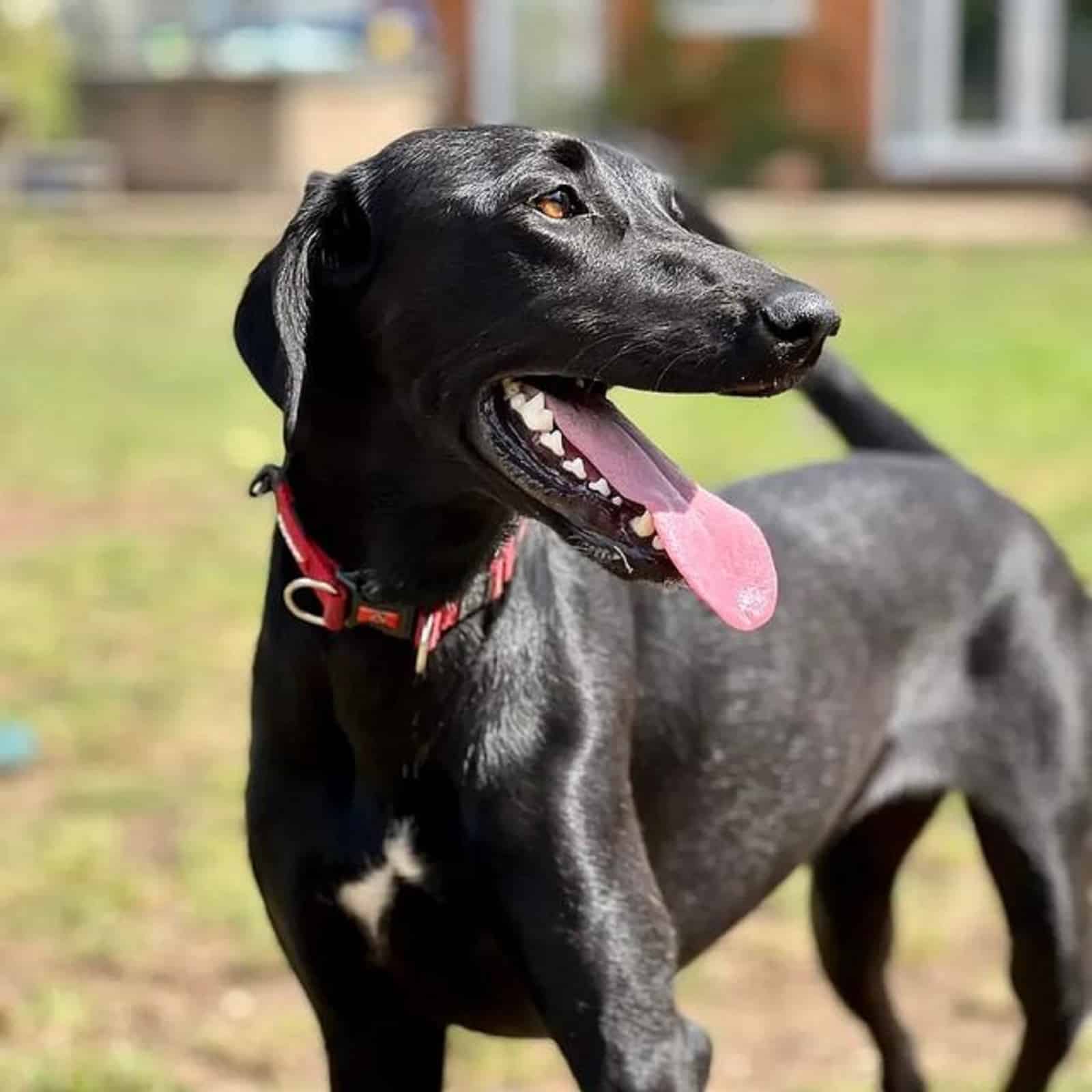 lab whippet mix in the yard