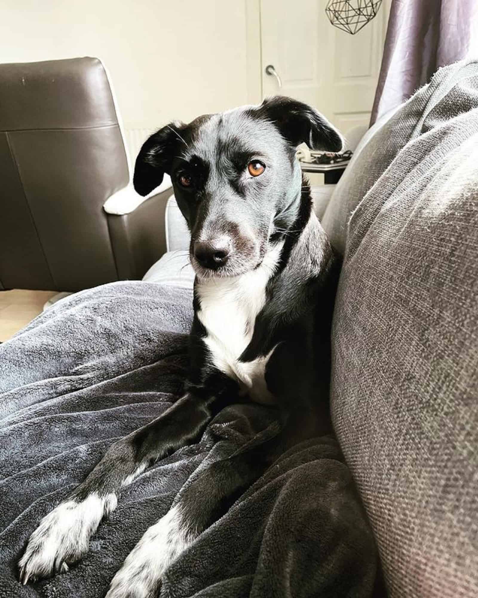 lab whippet sitting on the couch