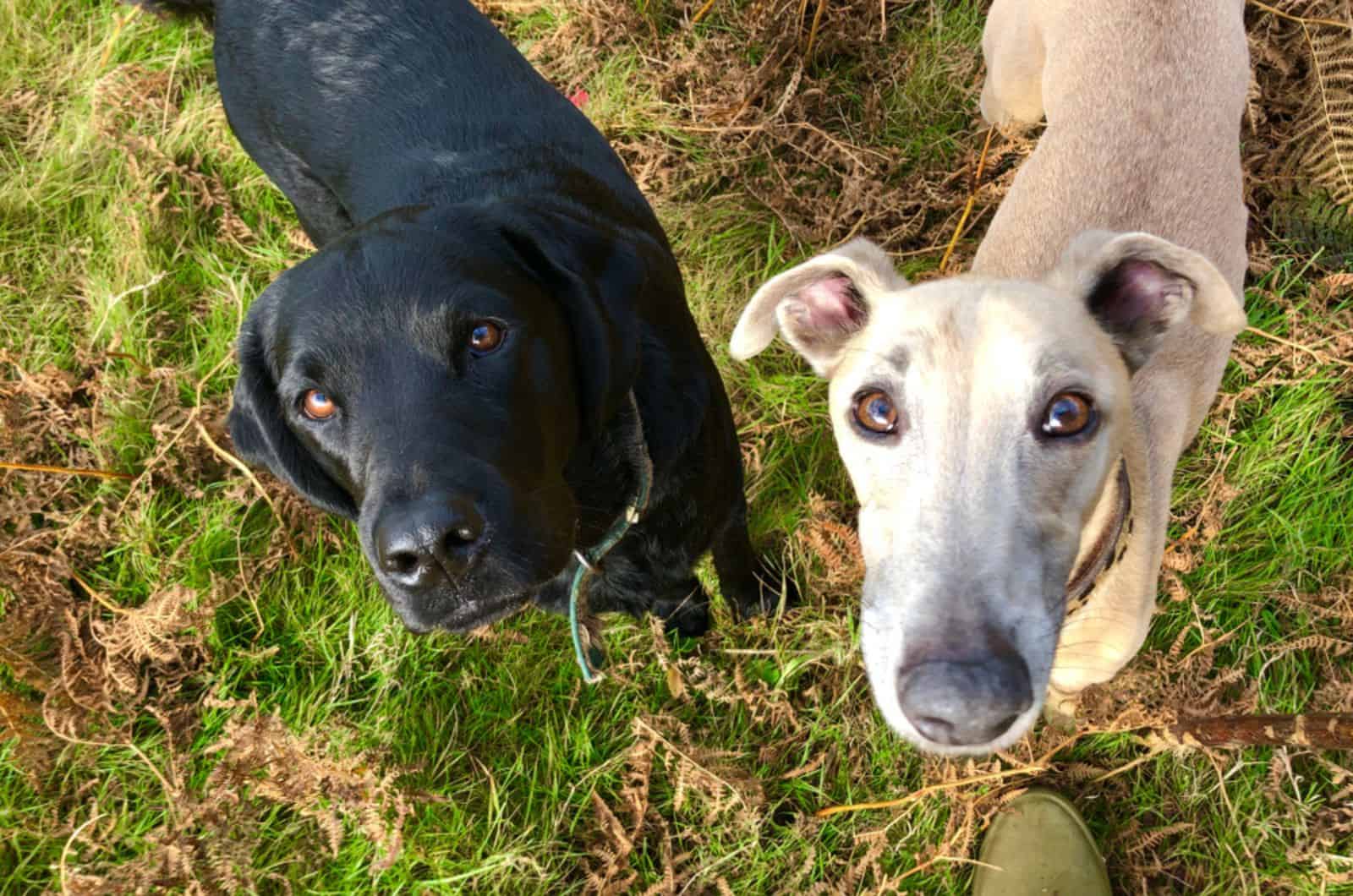 labrador and whippet looking into camera