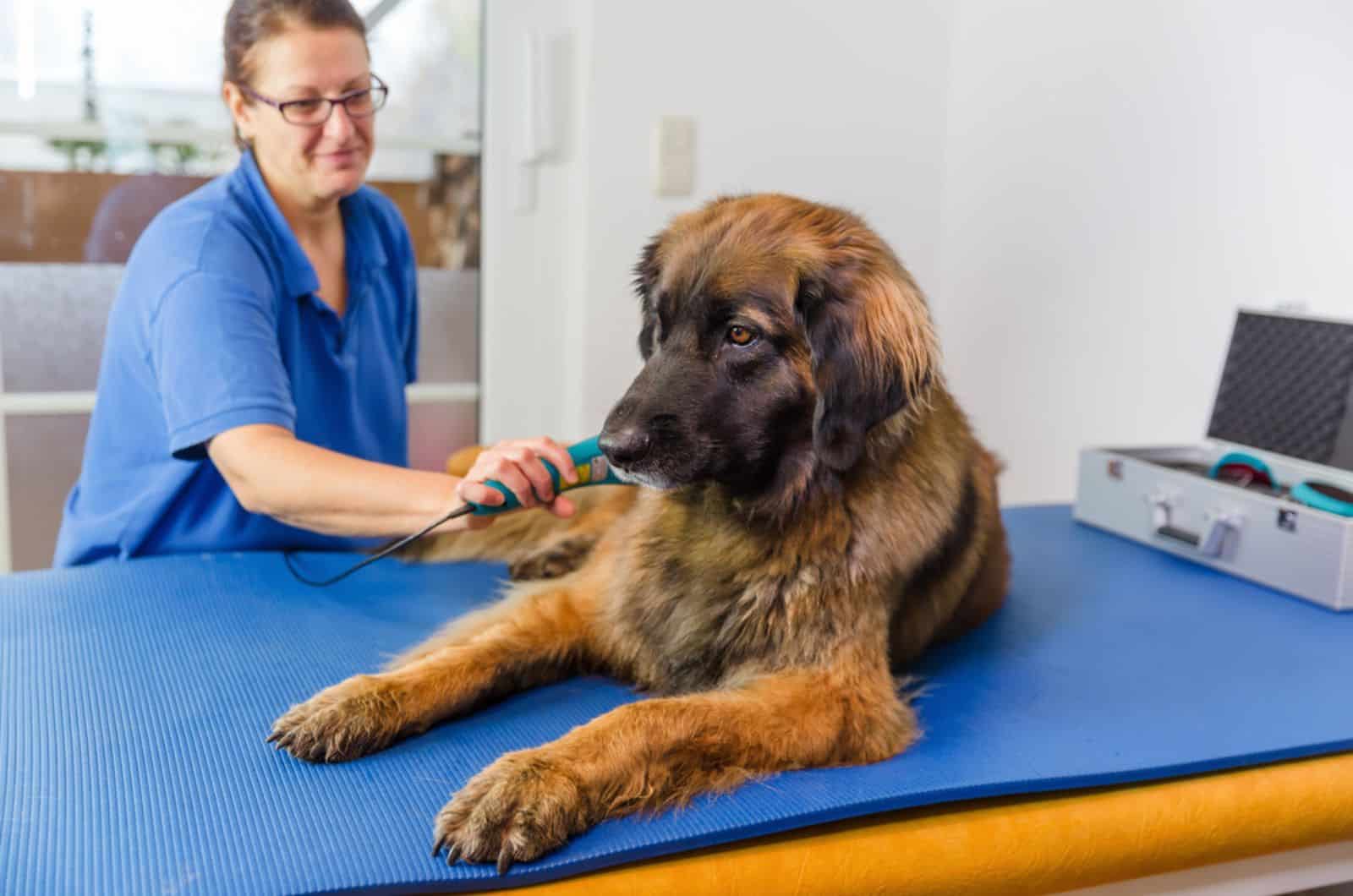 leonberger dog in an animal physiotherapy lying on an examination table
