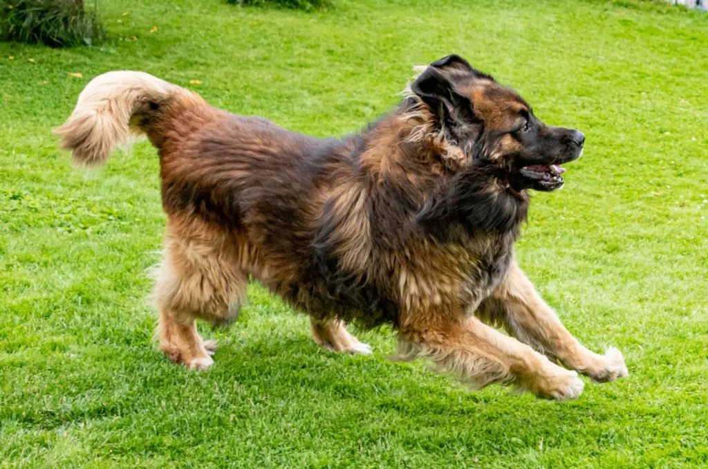 leonberger dog running on the lawn